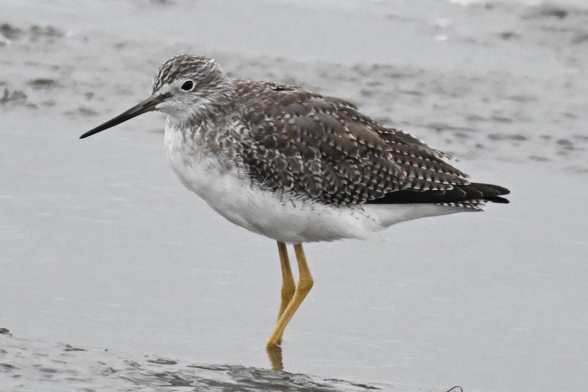 Greater Yellowlegs - ML644088659