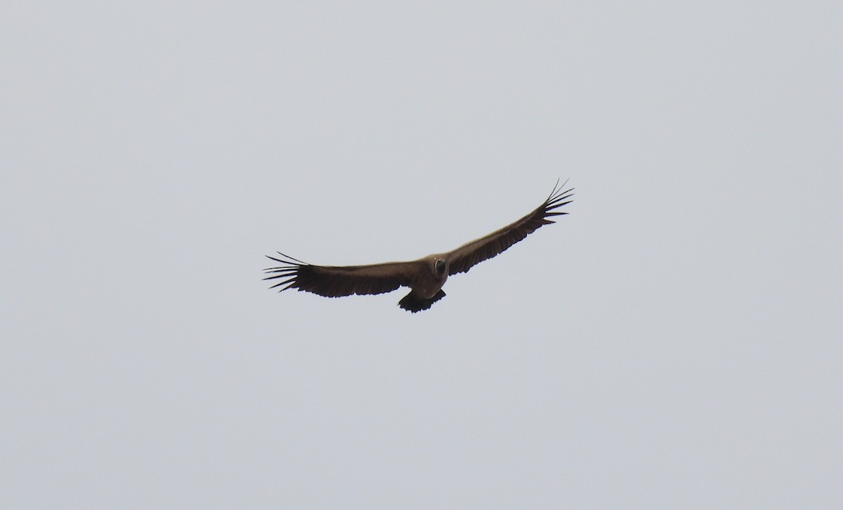 White-backed Vulture - ML644088665