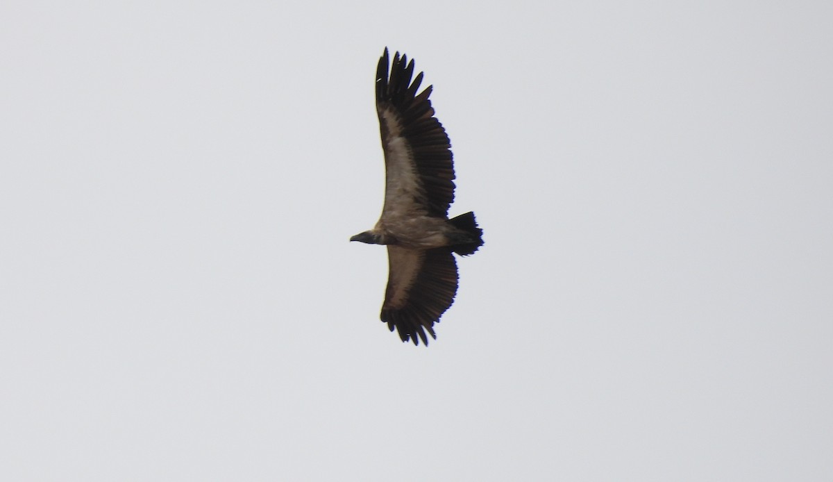 White-backed Vulture - ML644088666