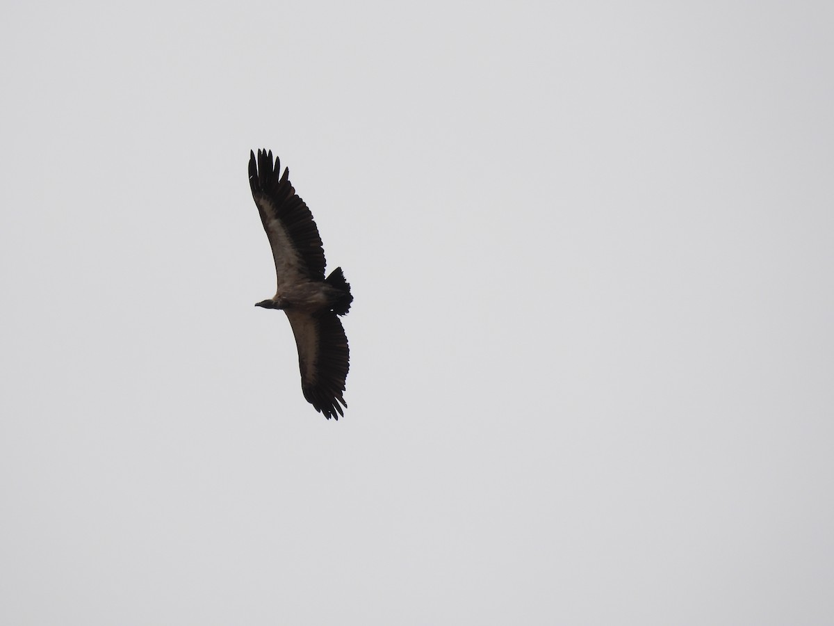 White-backed Vulture - ML644088667