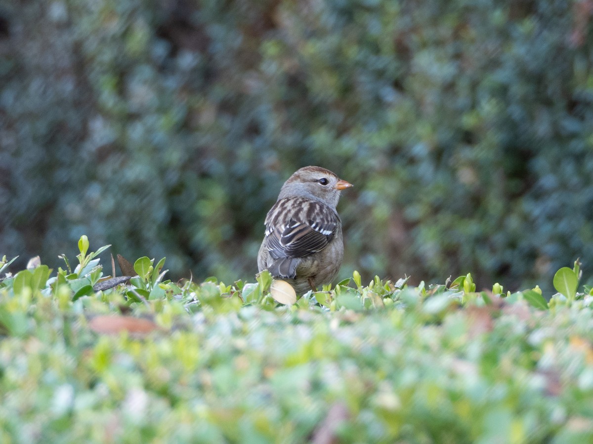 White-crowned Sparrow - ML644088668