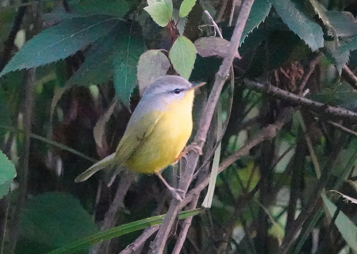 Gray-hooded Warbler - ML644088669