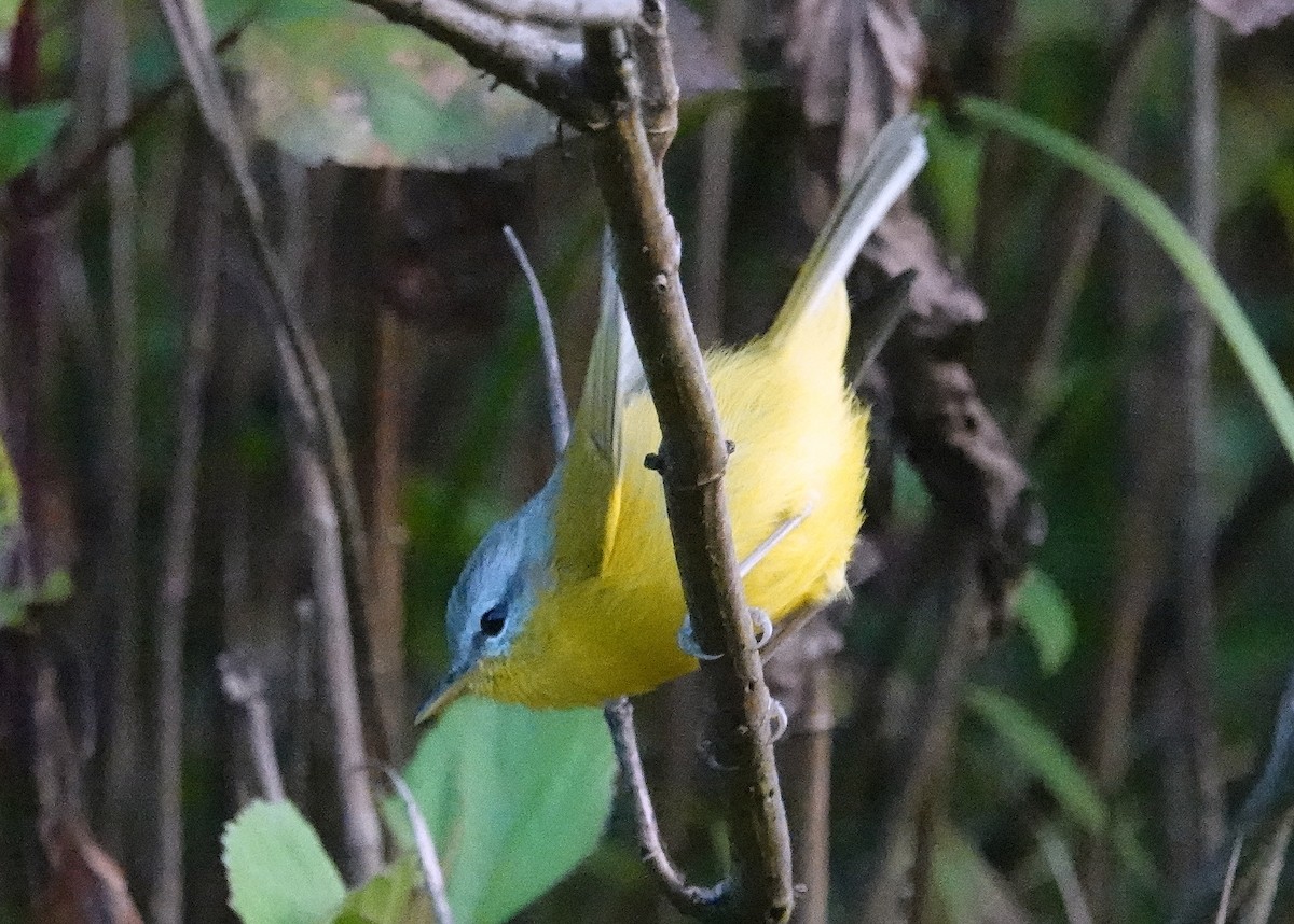Gray-hooded Warbler - ML644088670