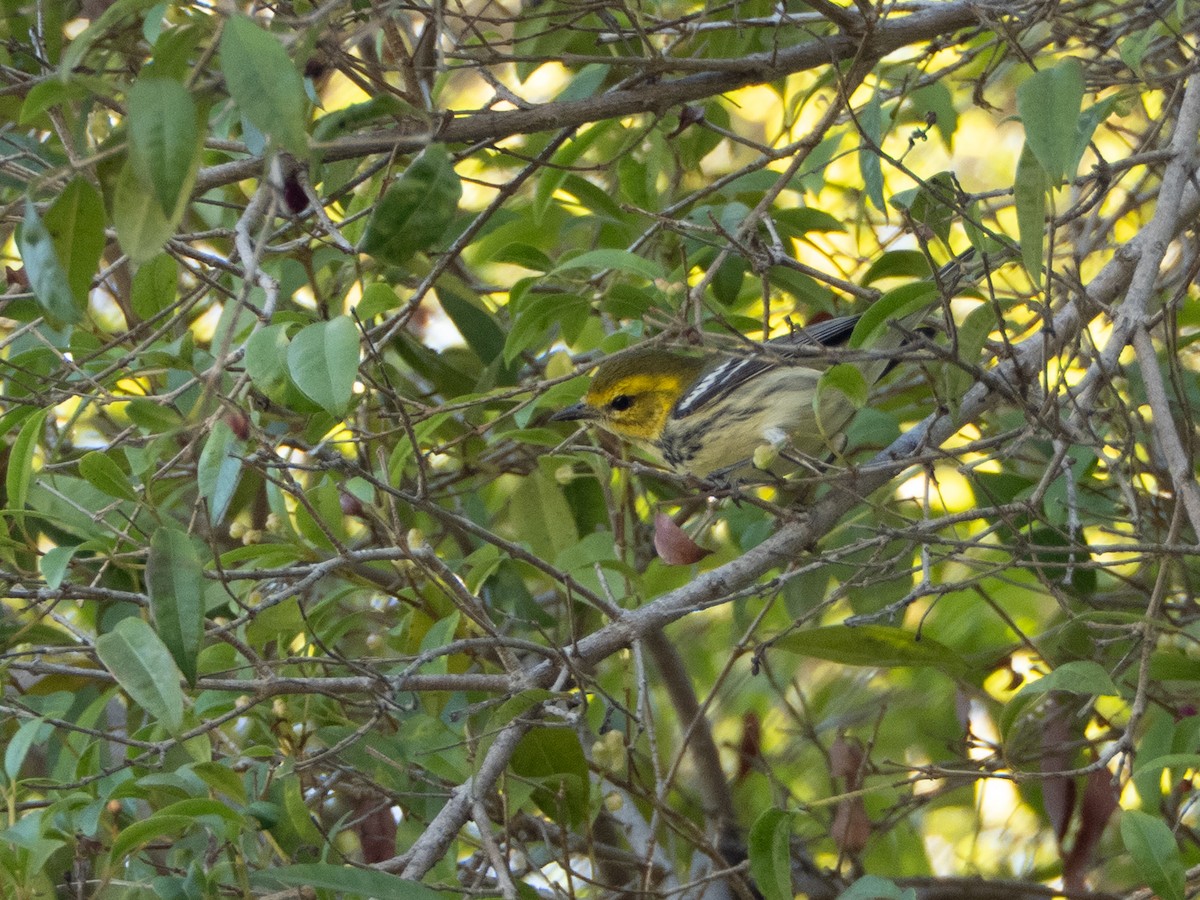 Black-throated Green Warbler - ML644088674