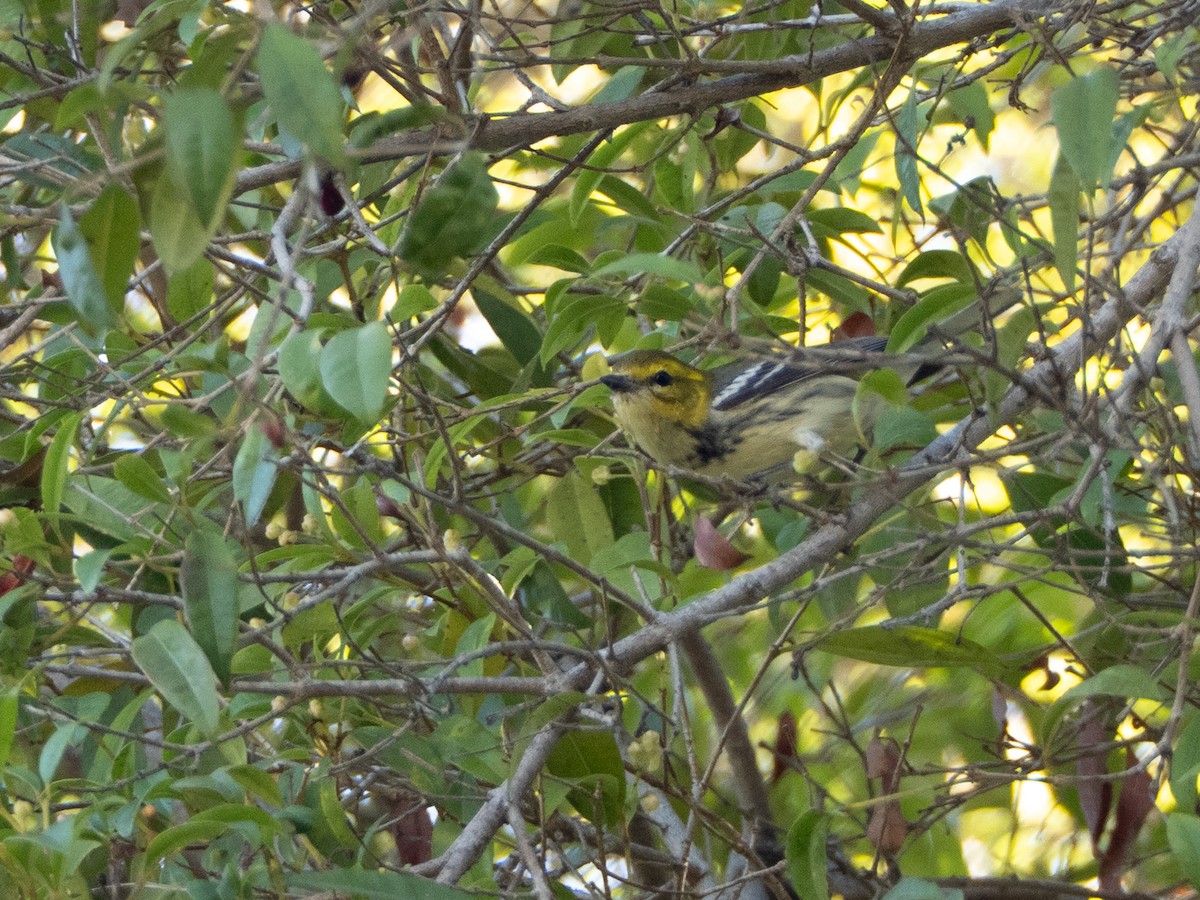 Black-throated Green Warbler - ML644088675