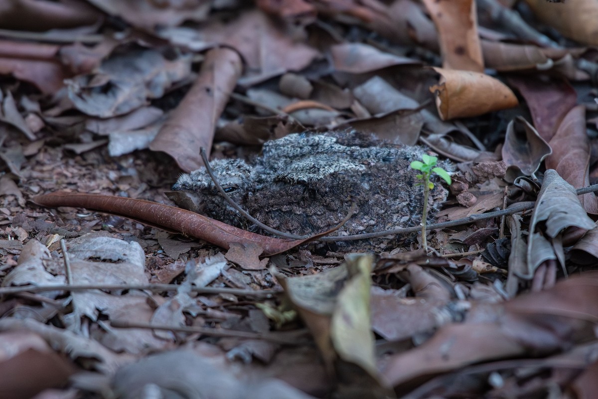 sotnattravn - ML644088676