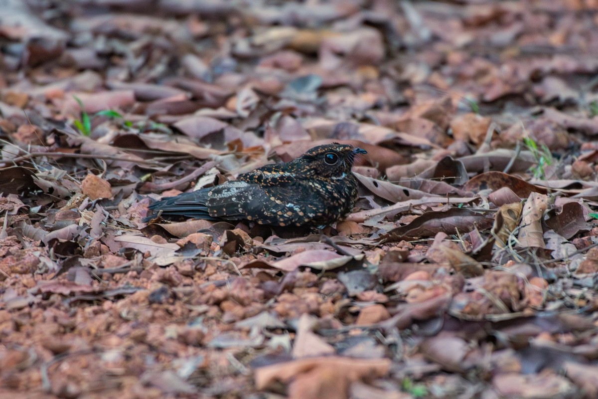 sotnattravn - ML644088677