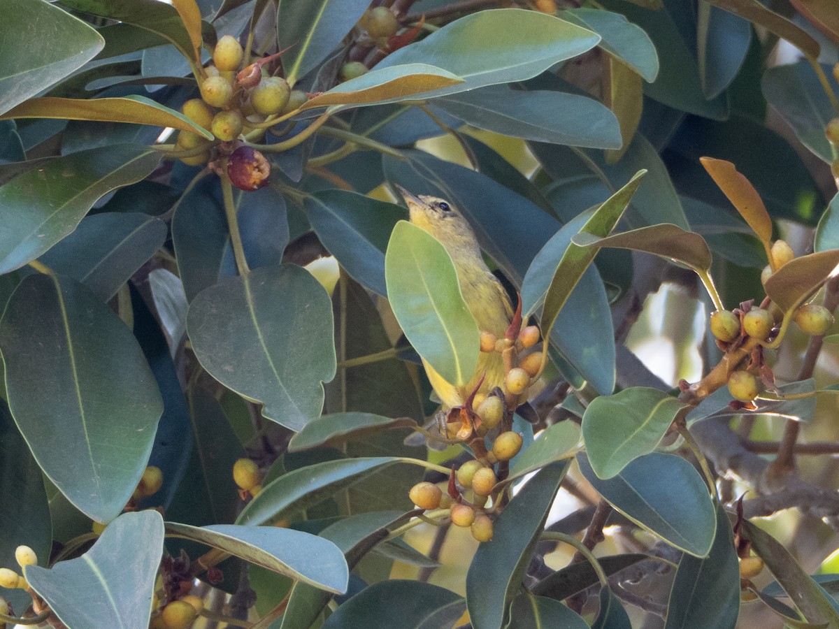 Orange-crowned Warbler - ML644088683