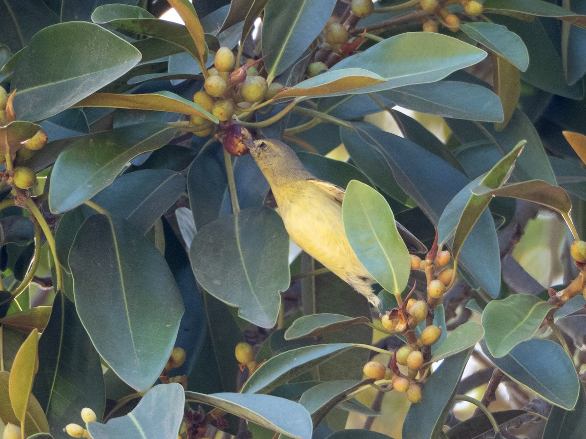 Orange-crowned Warbler - ML644088684