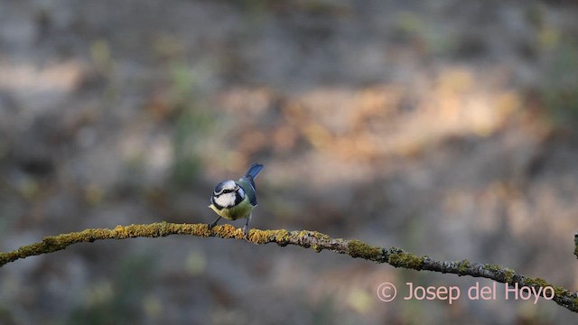 Eurasian Blue Tit - ML644088690