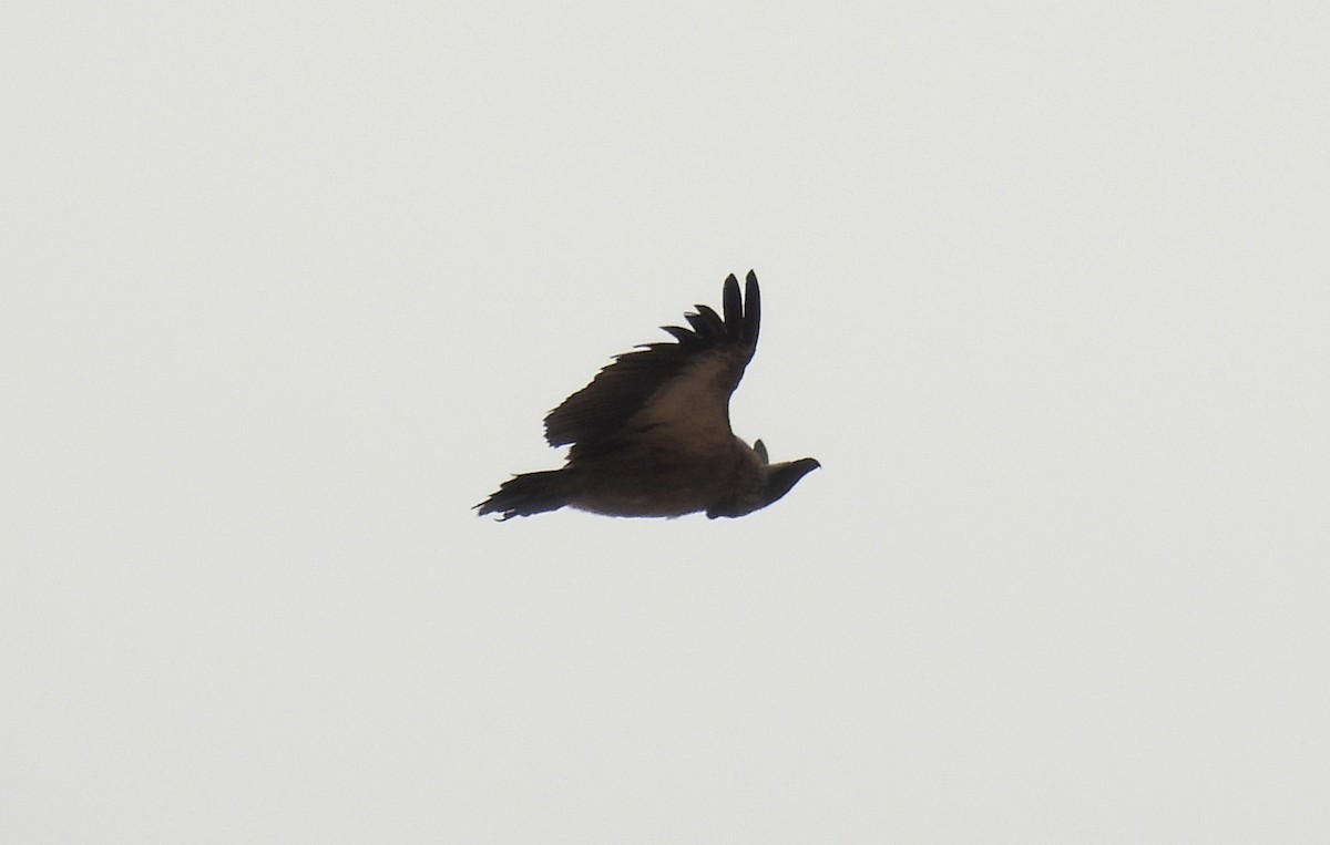 White-backed Vulture - ML644088693