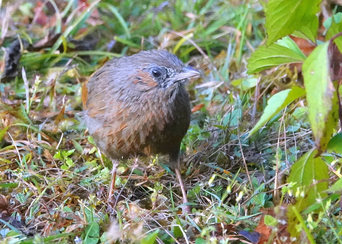 Garrulaxe barré - ML644088694