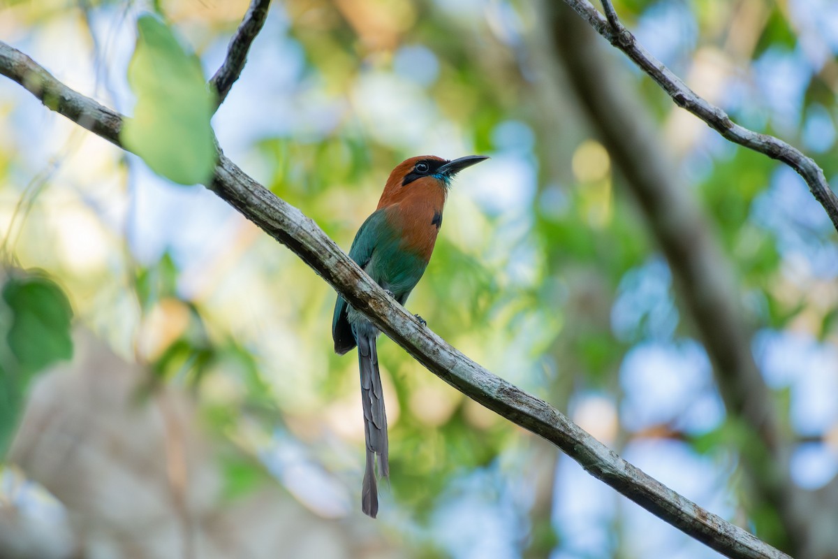 Broad-billed Motmot - ML644088697