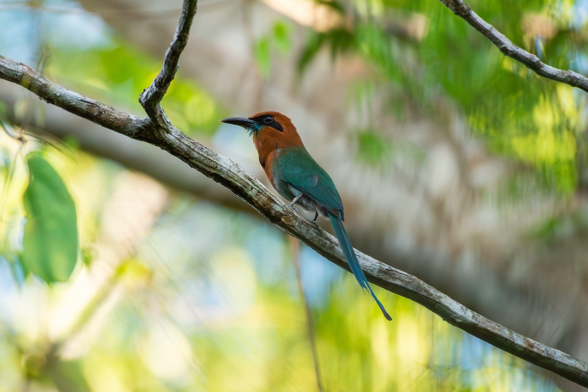 Broad-billed Motmot - ML644088699