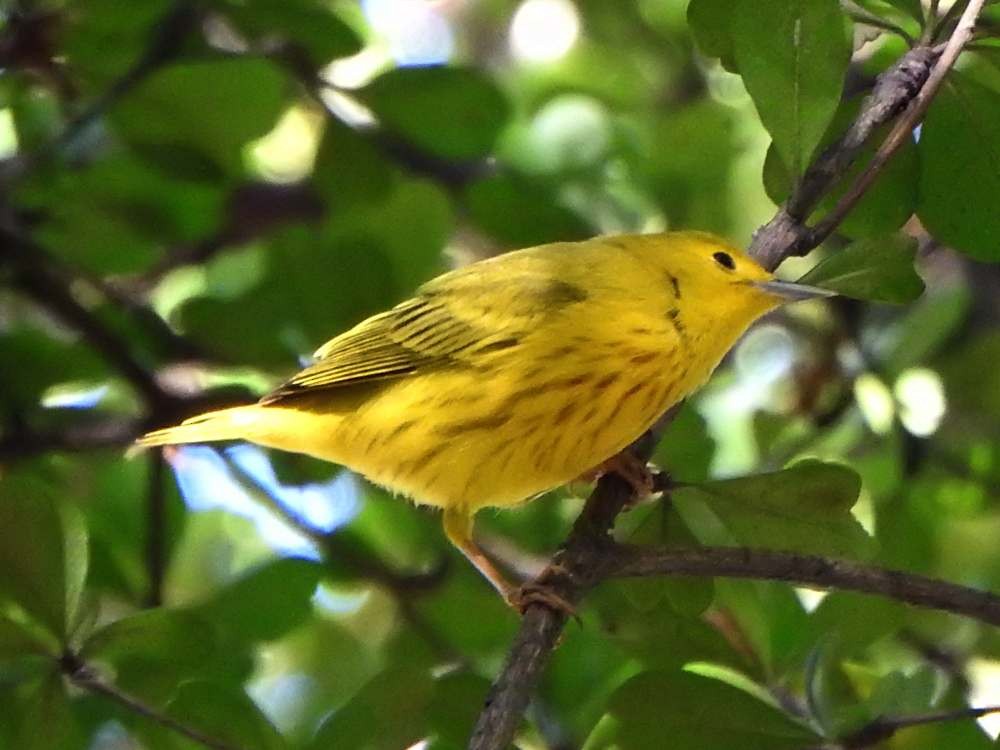 Yellow Warbler (Northern) - ML644088742
