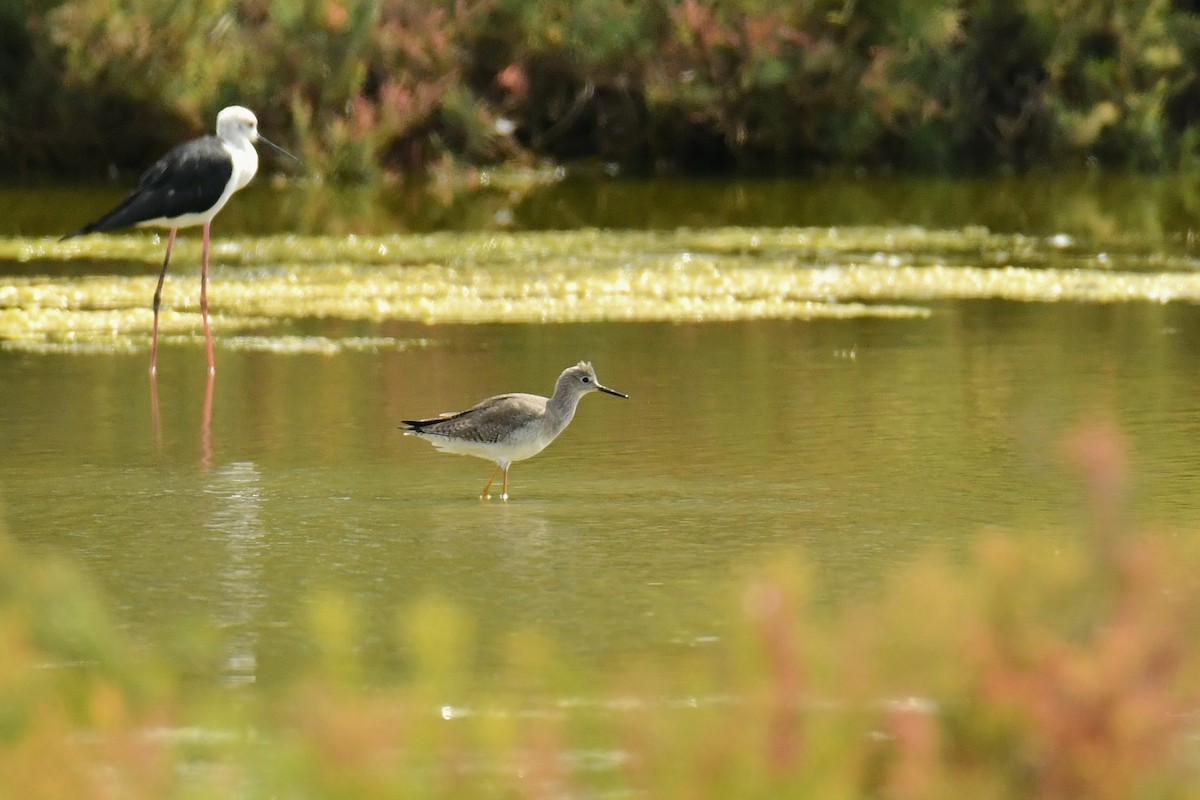 Lesser Yellowlegs - ML644088743