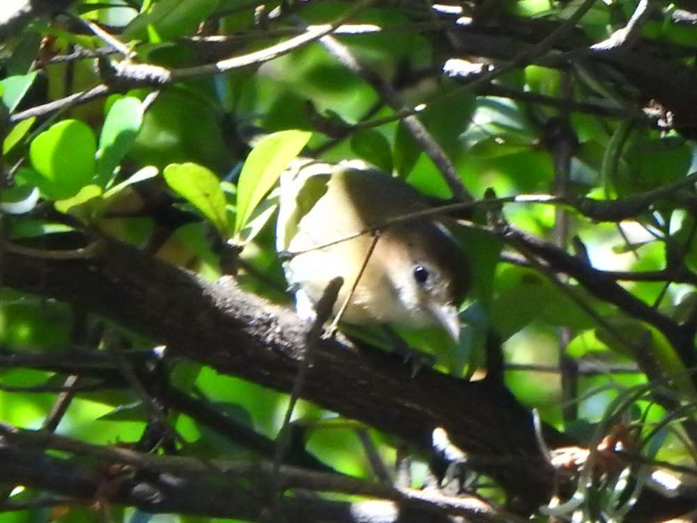Golden-fronted Greenlet - ML644088754