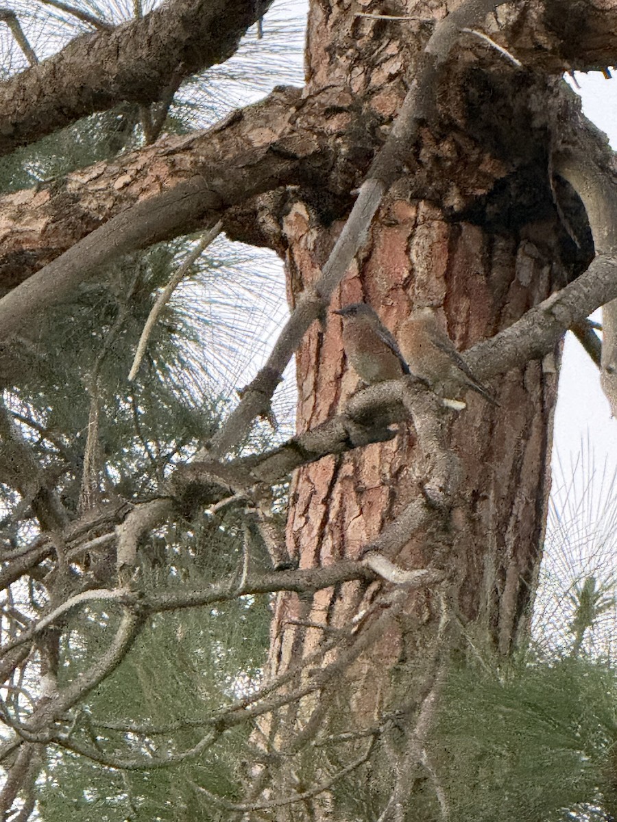 Western Bluebird - ML644088760