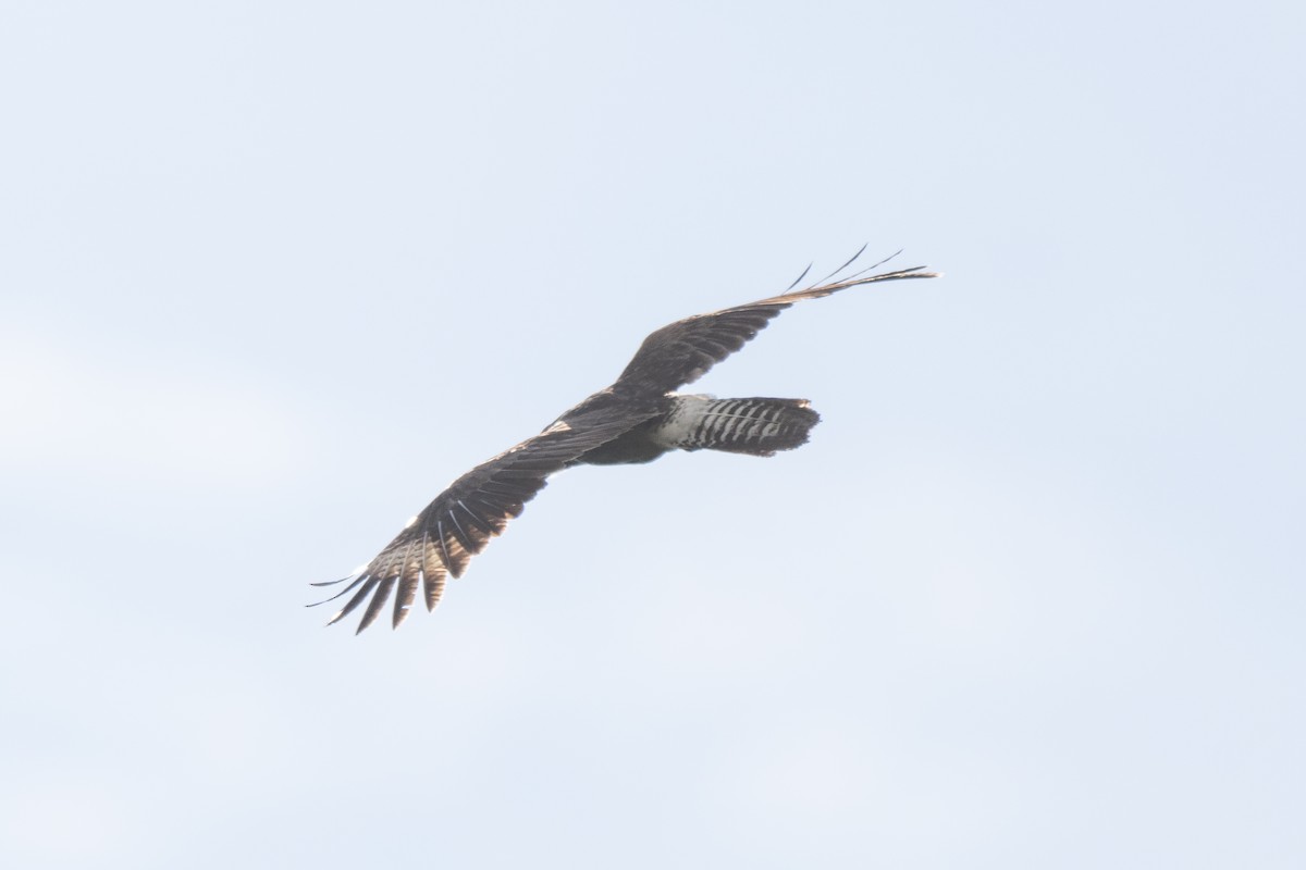 Falco pescatore - ML644088766