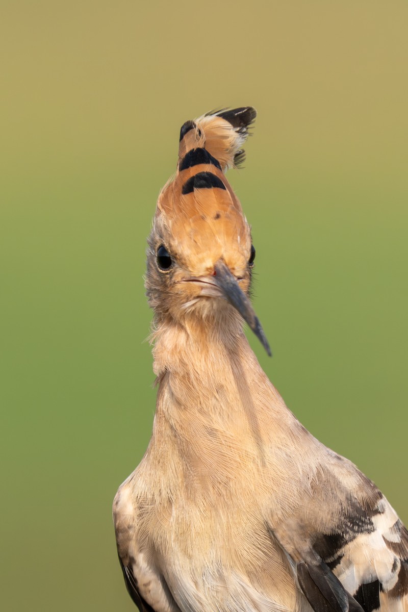 Common Hoopoe - ML644088770