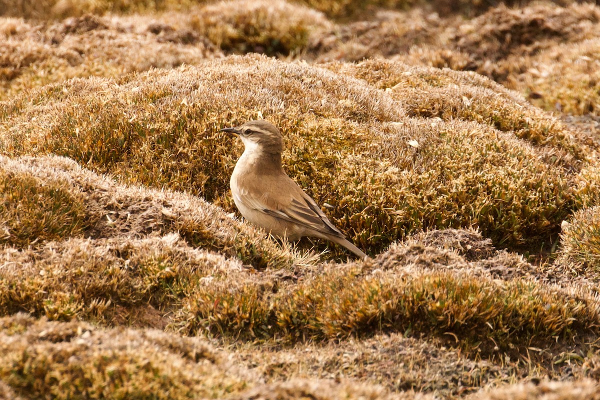 Cream-winged Cinclodes - ML644088810