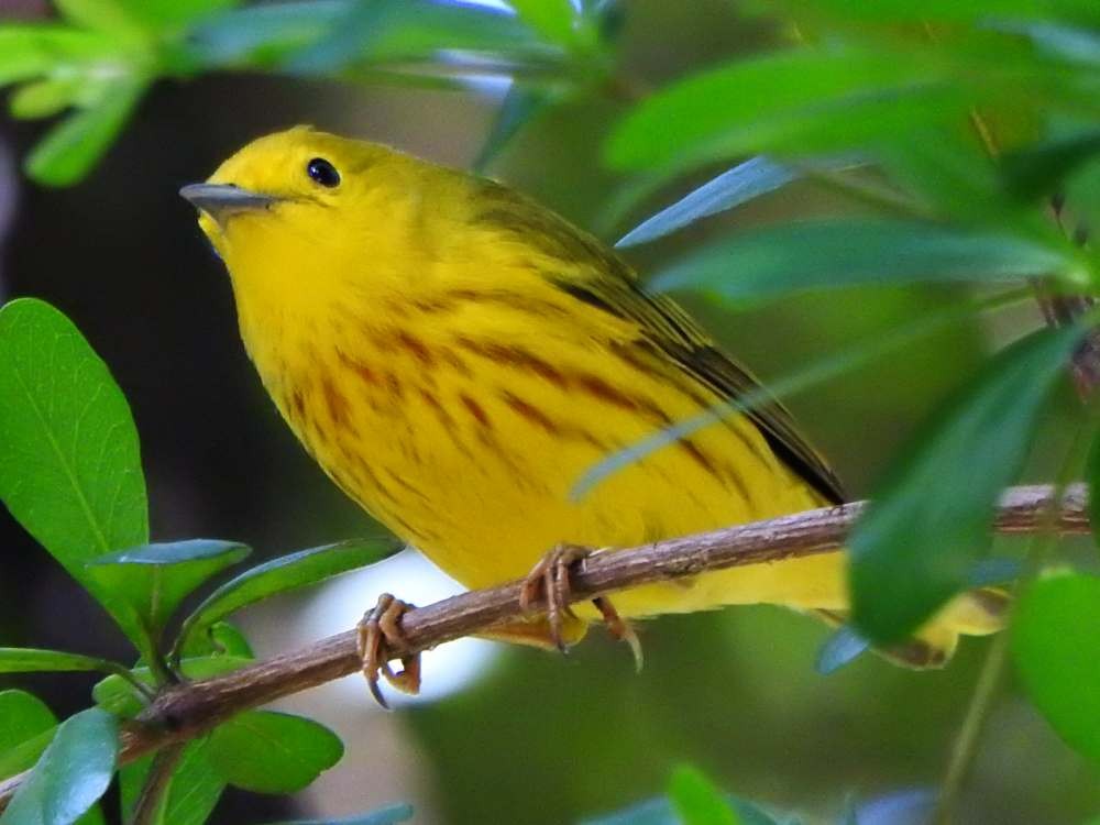 Yellow Warbler (Northern) - ML644088811