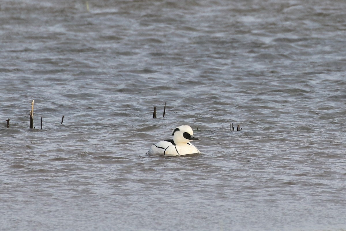 Цахиур бохио - ML644088826