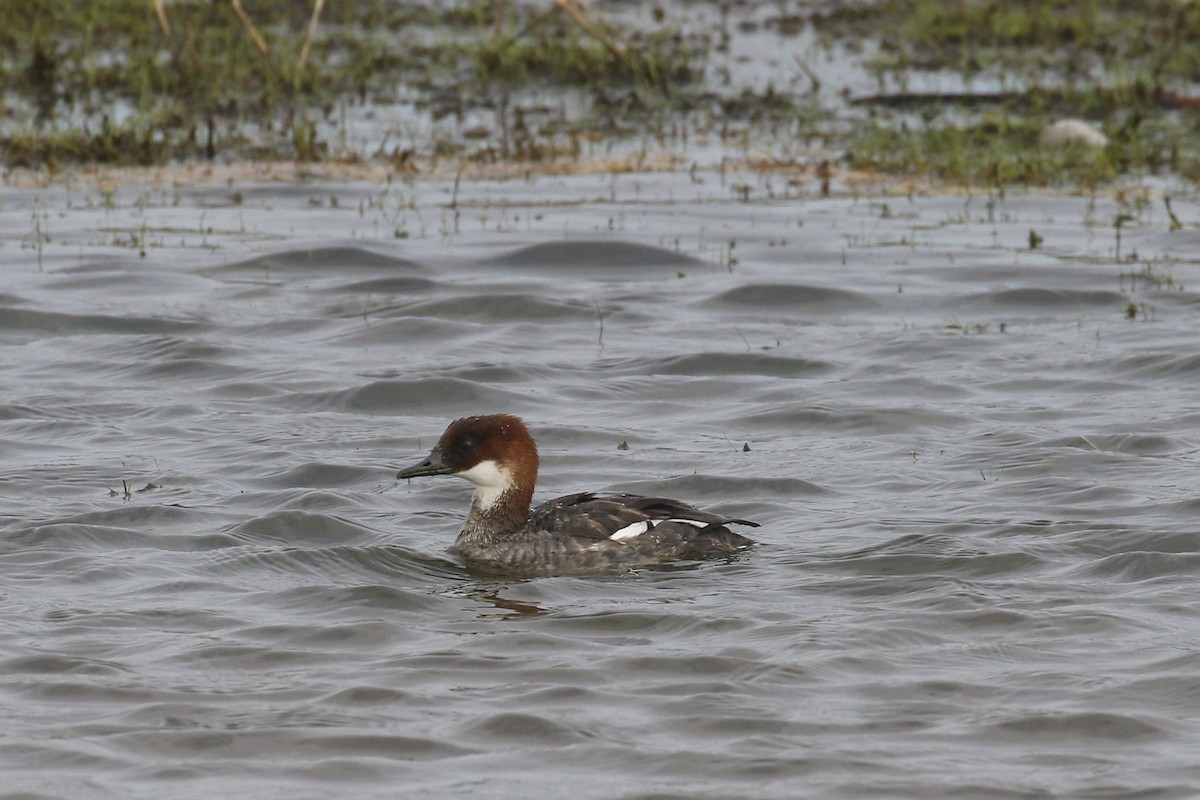 Цахиур бохио - ML644088827