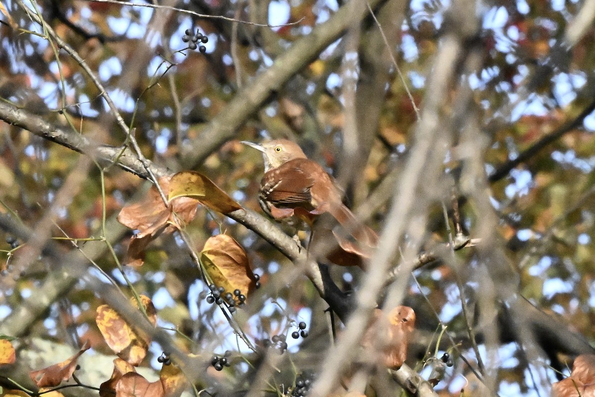 Brown Thrasher - ML644088839