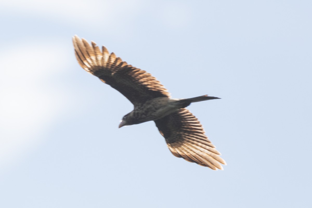 Yellow-headed Caracara - ML644088857