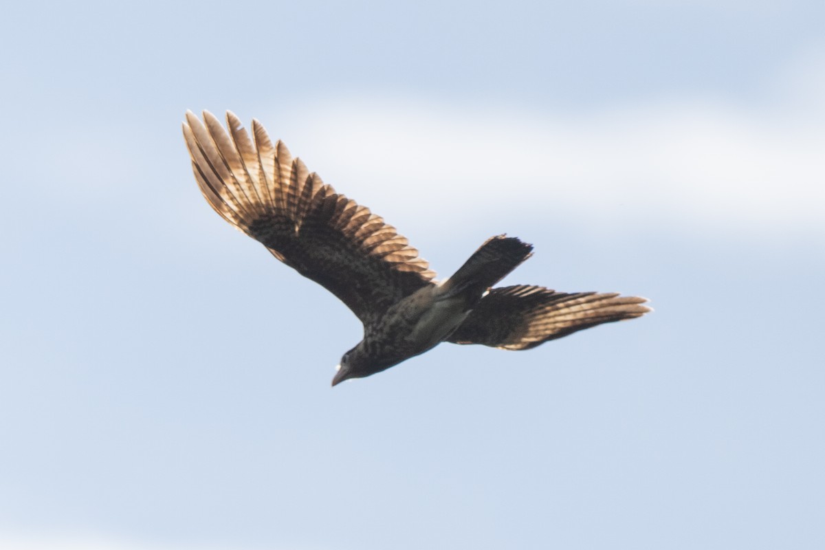 Yellow-headed Caracara - ML644088858