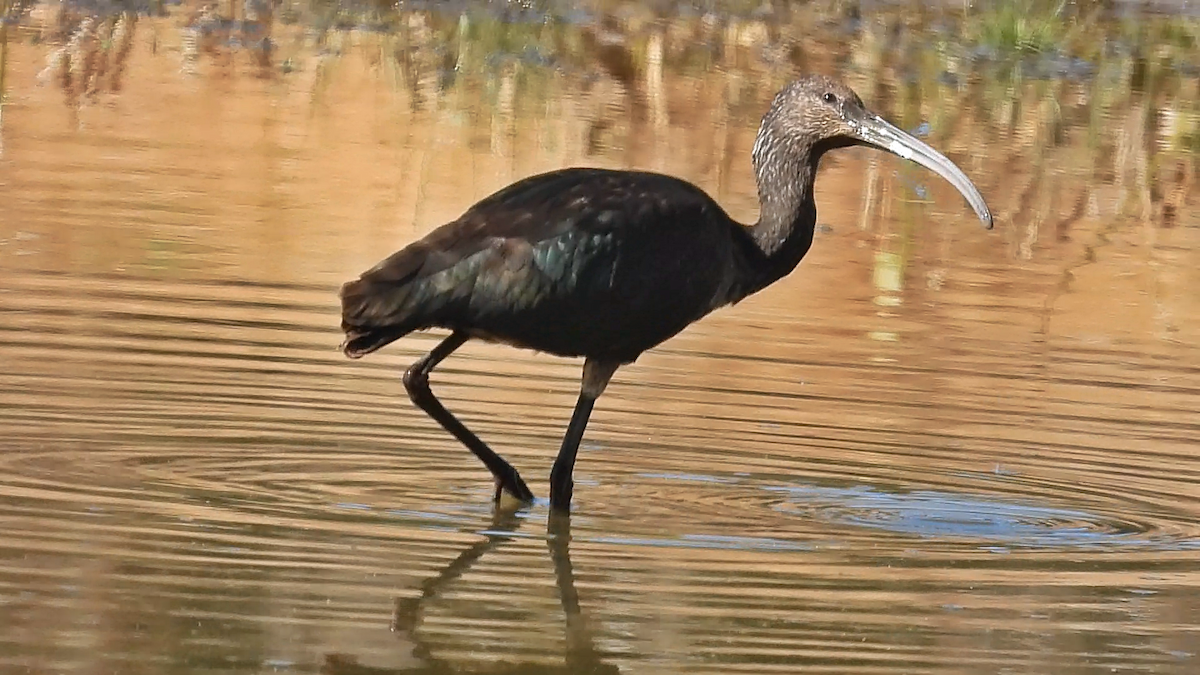 Glossy/White-faced Ibis - ML644088878