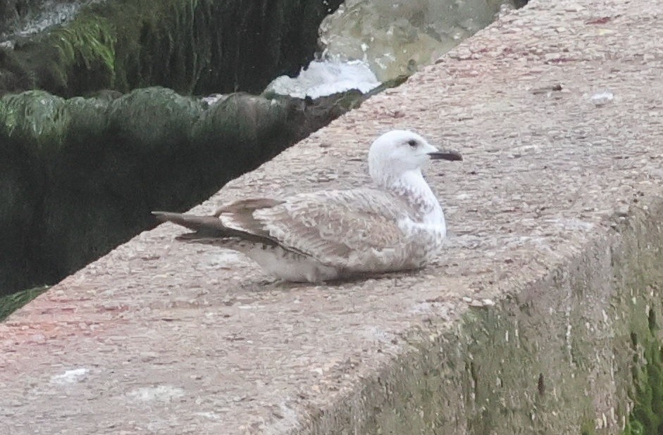 Caspian Gull - Karl-Heinz Heyne