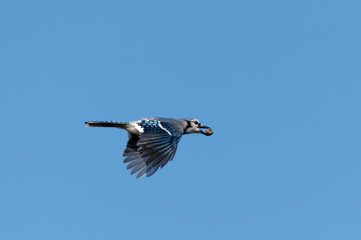 Blue Jay - ML644088898