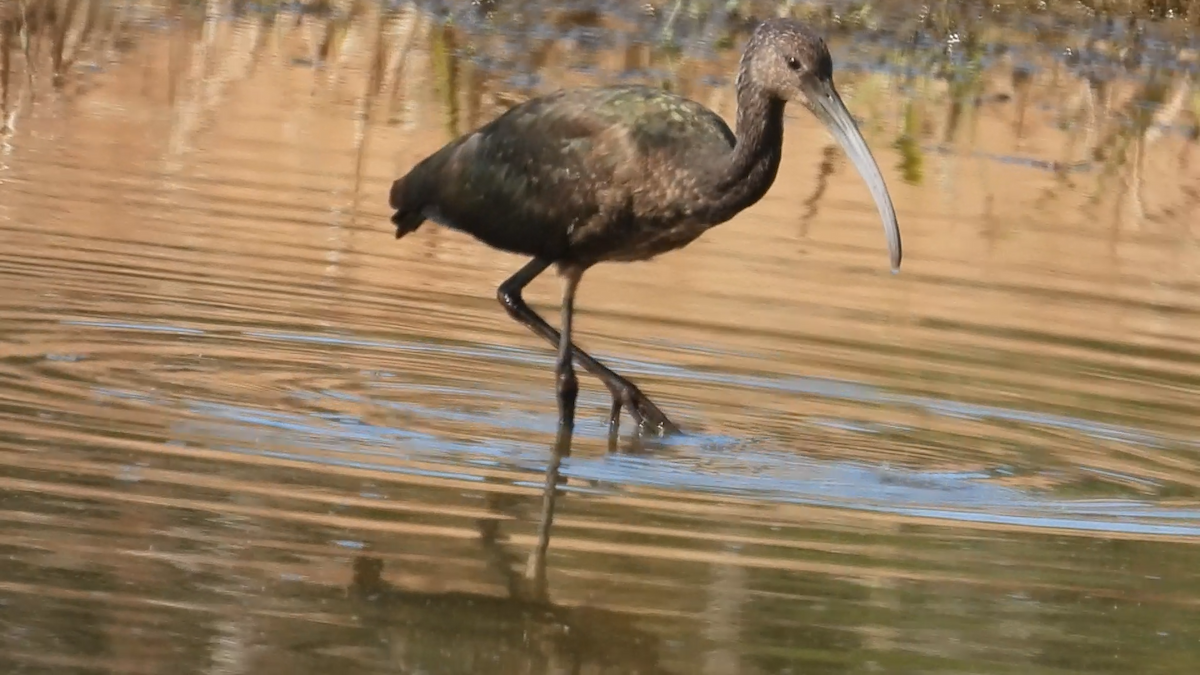 Glossy/White-faced Ibis - ML644088902
