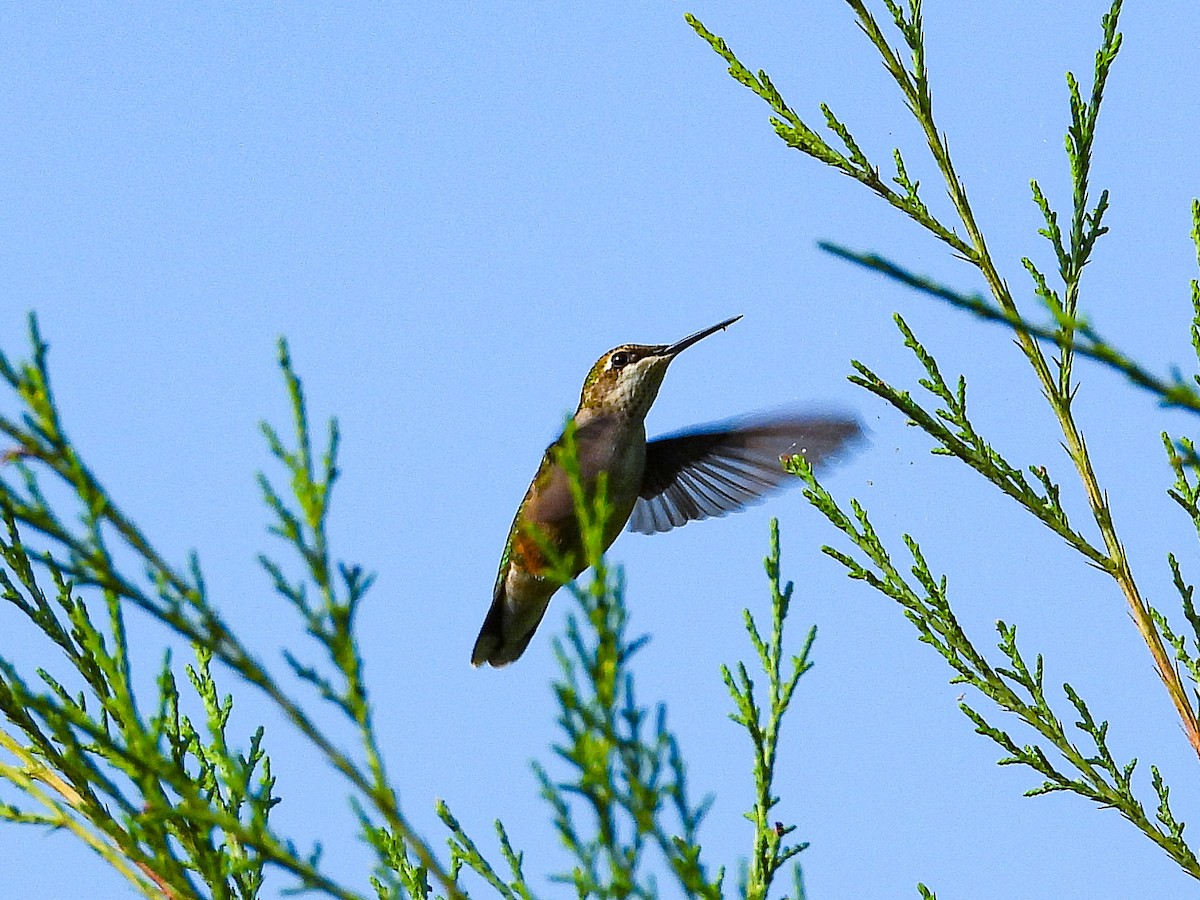 Ruby-throated Hummingbird - ML644088935