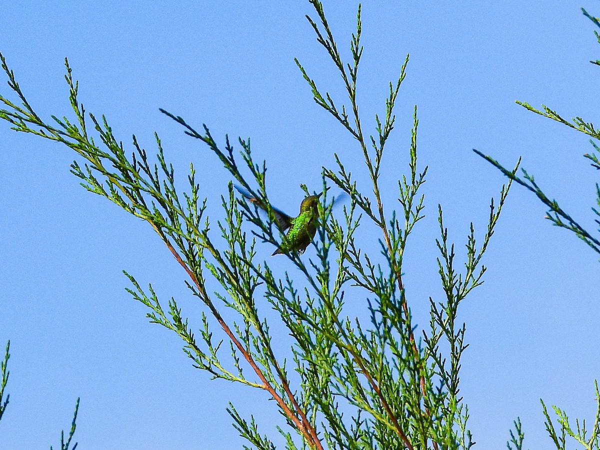 Ruby-throated Hummingbird - ML644088936