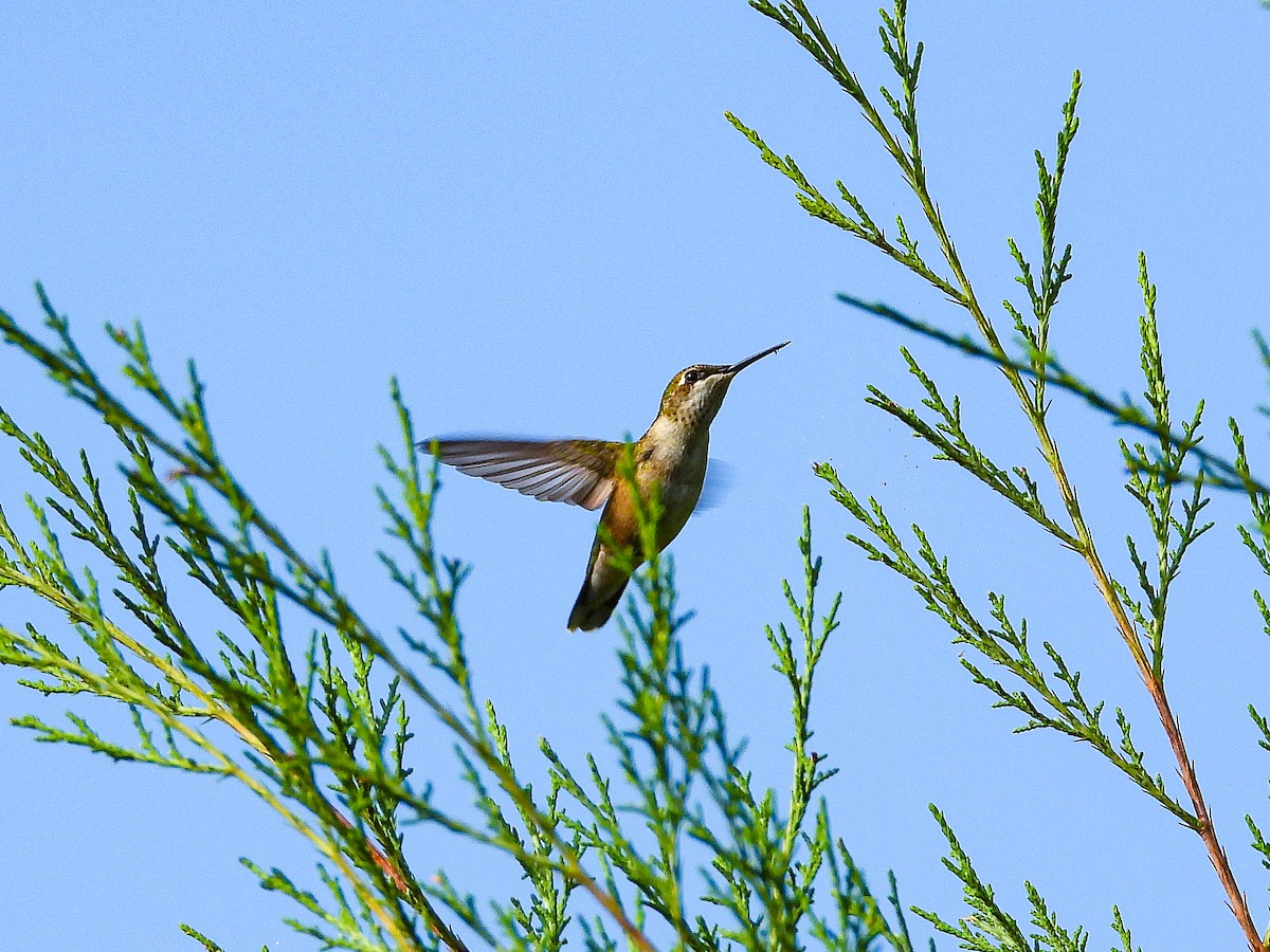 Ruby-throated Hummingbird - ML644088937