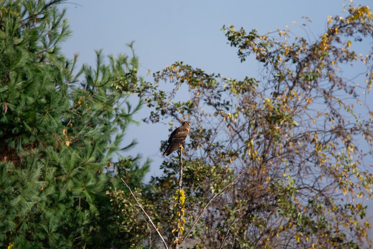 Northern Harrier - ML644088939