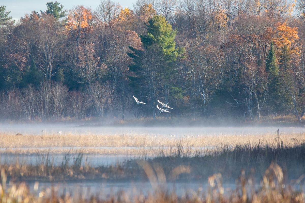 Trumpeter Swan - ML644088946