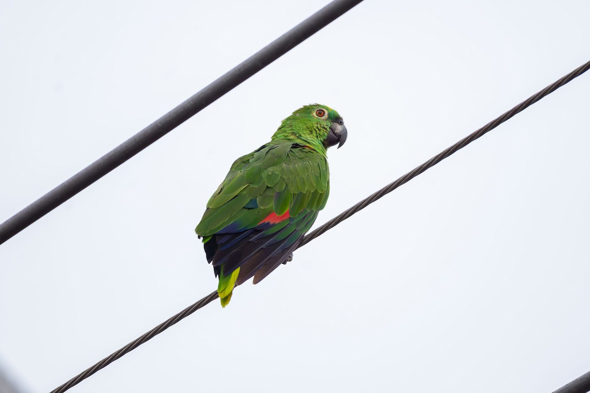 Yellow-crowned Amazon - ML644088955