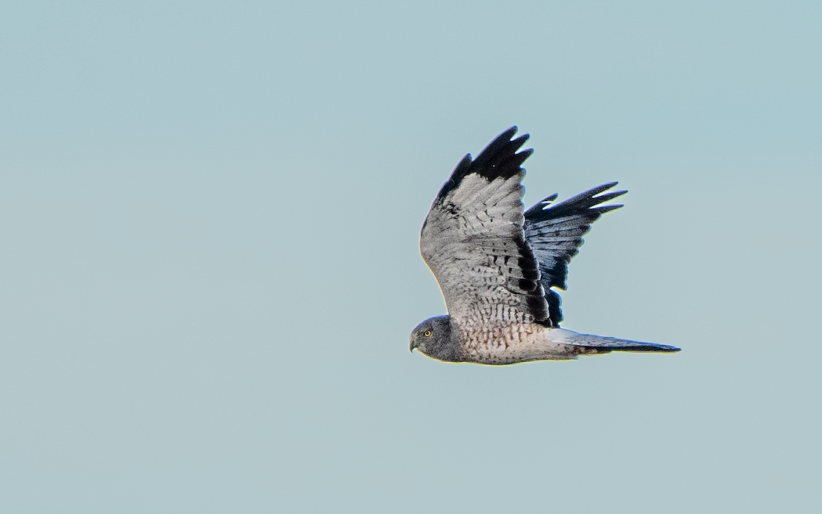 Northern Harrier - ML644088957