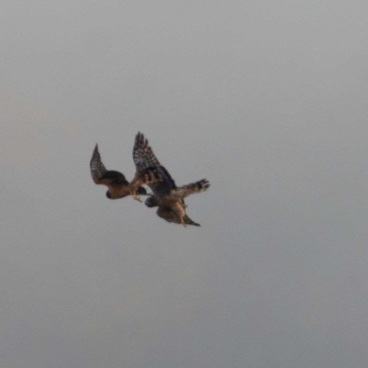 Northern Harrier - ML644088982