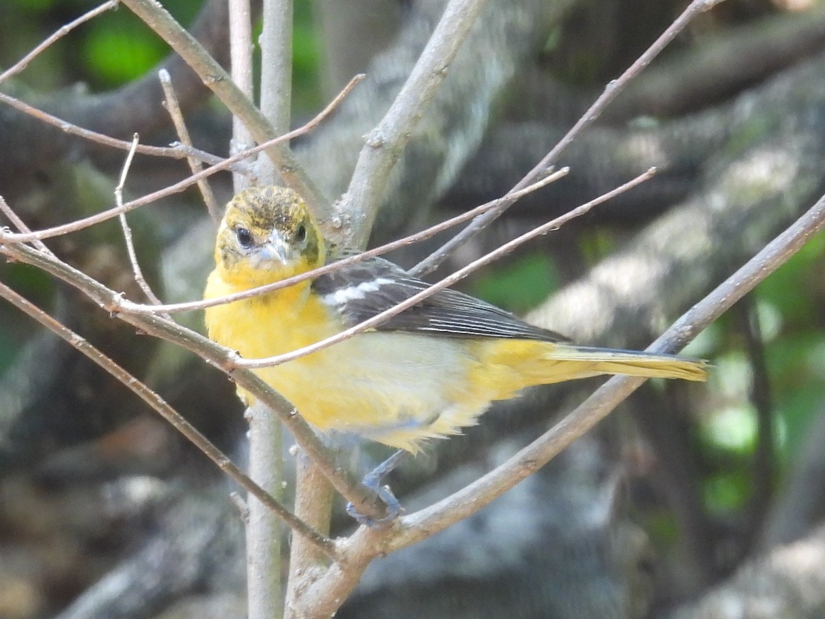 Baltimore Oriole - ML644088983