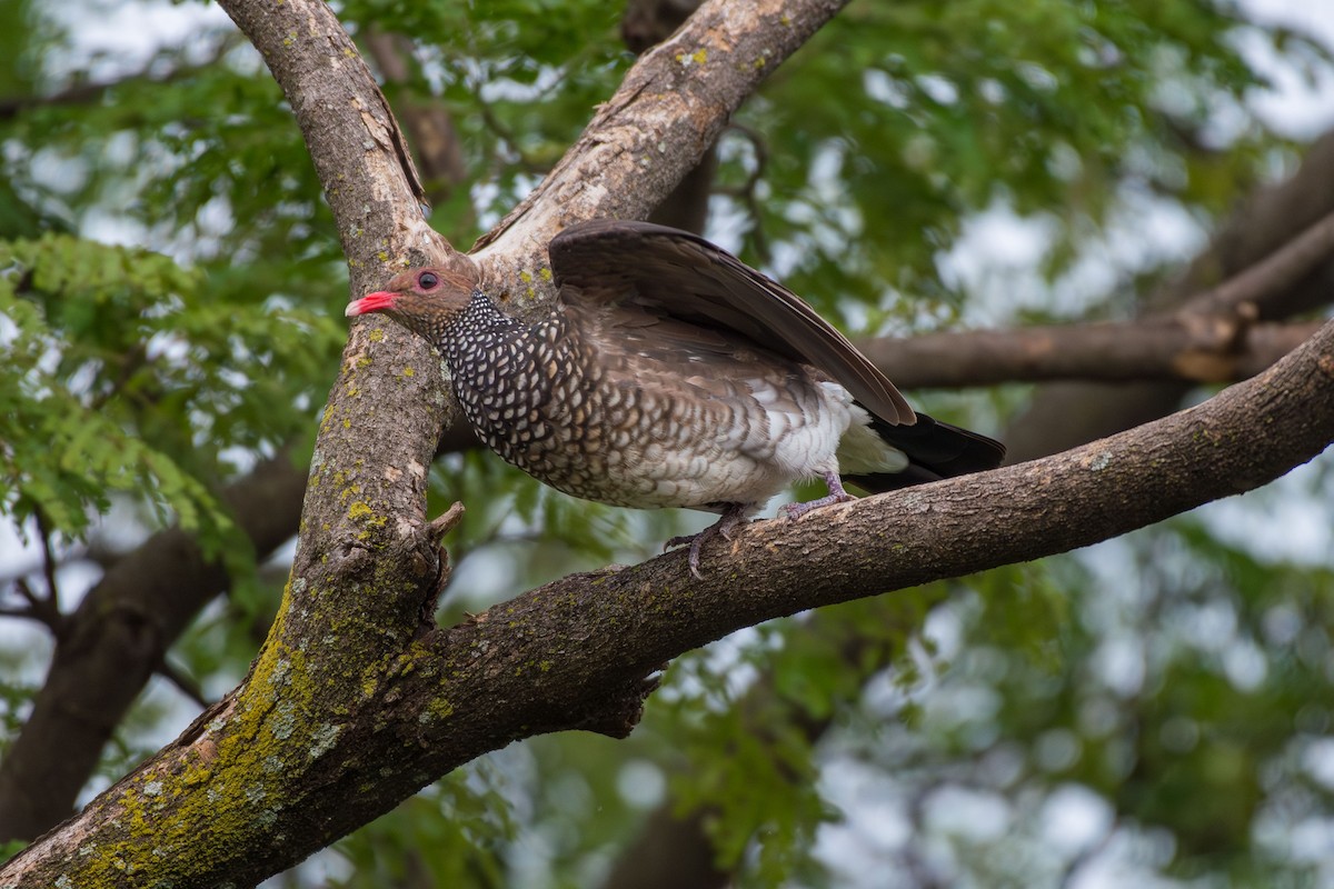 Scaled Pigeon - ML644088989