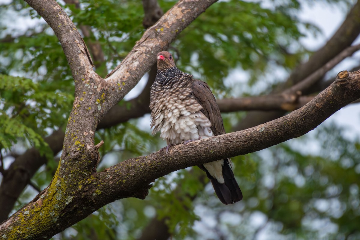 Scaled Pigeon - ML644088990