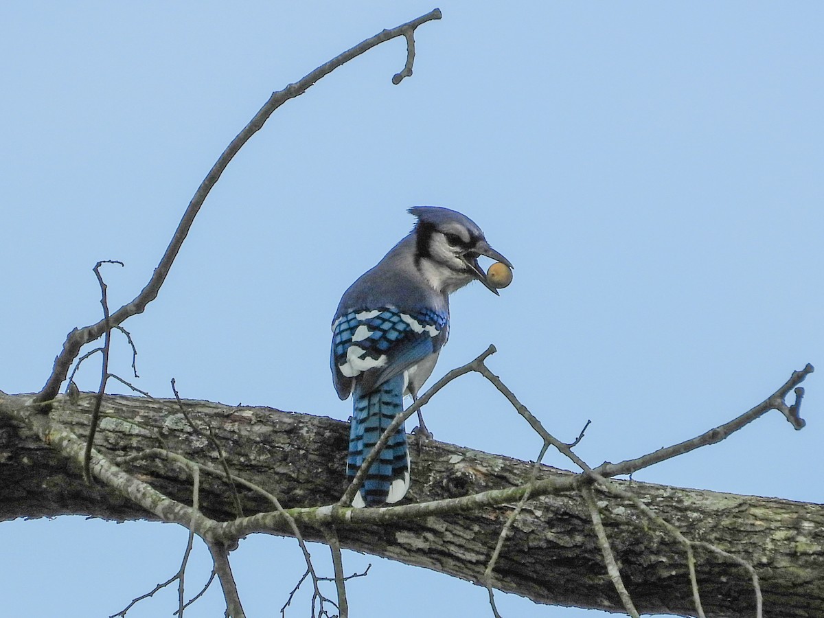 Blue Jay - ML644088992