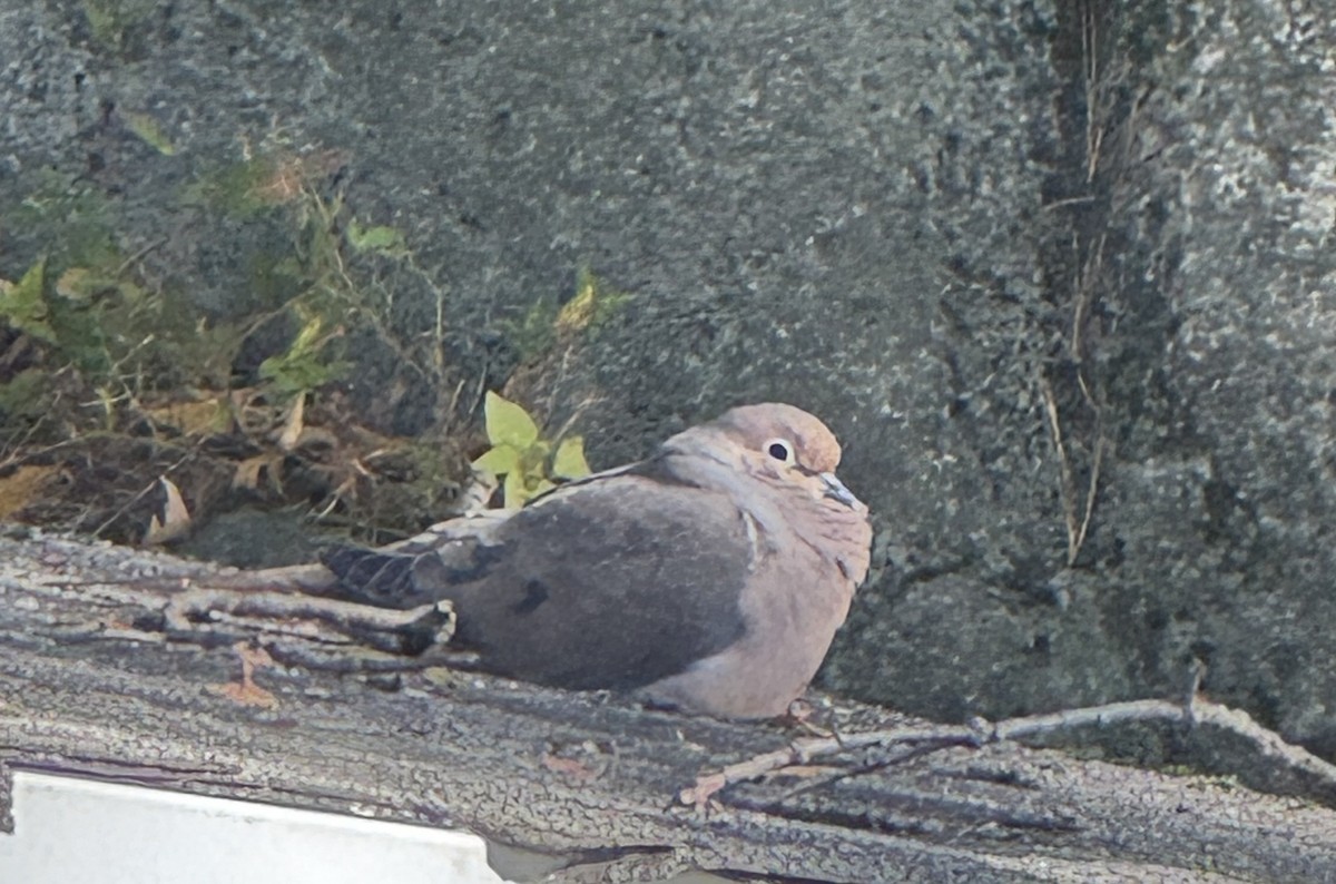 Carolinataube - ML644089023