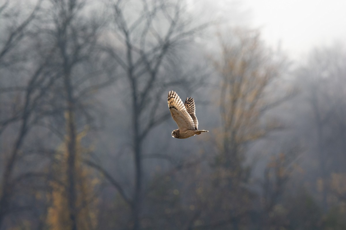 Short-eared Owl - ML644089026