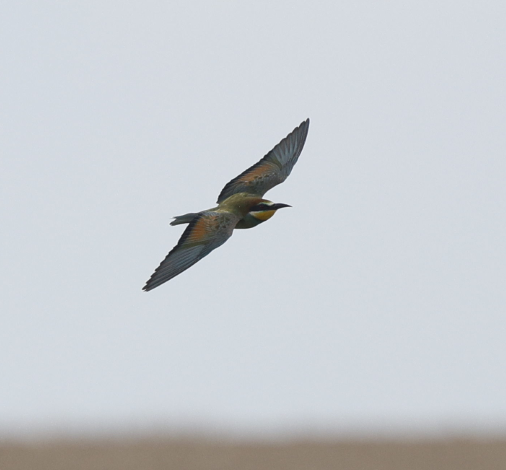 Erle-txori eurasiarra - ML644089031